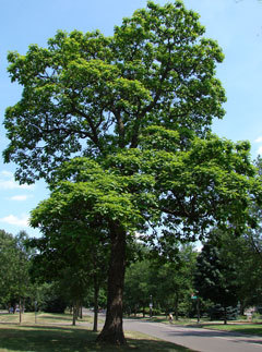 Catalpa