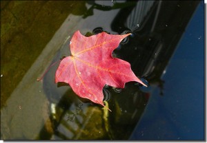 Leaf_1_2