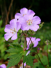 Wild_geranium_2