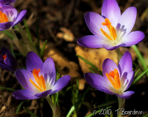 crocus march