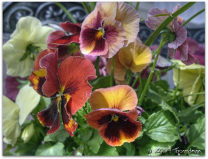 Pansies