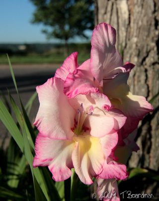 pink gladiola