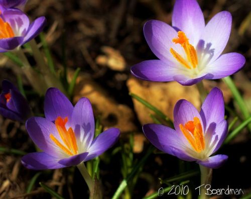 Crocus2_wm